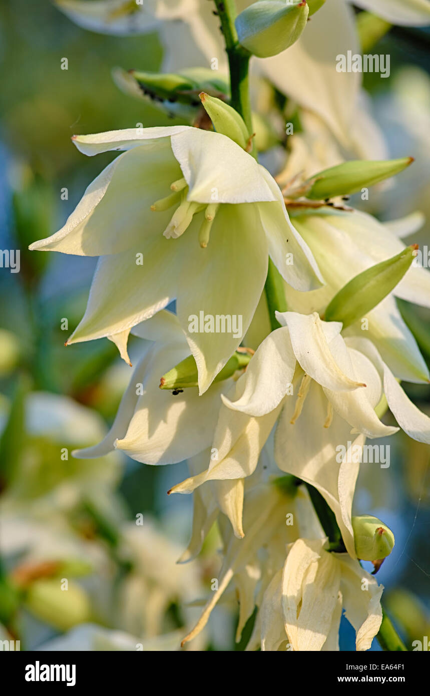Yucca pflanze hi-res stock photography and images - Alamy