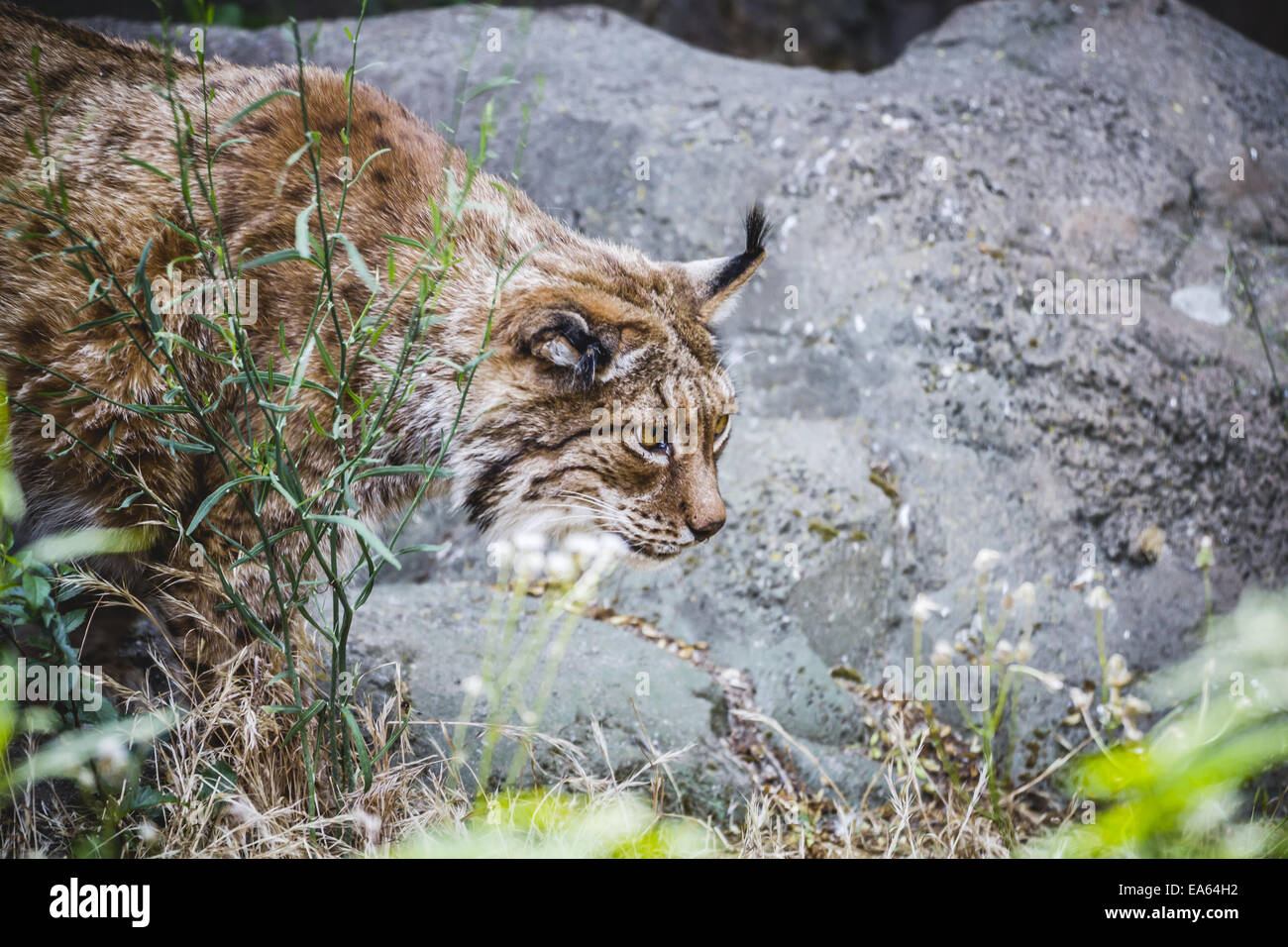Iberian lynx chasing a bird, hunter Stock Photo