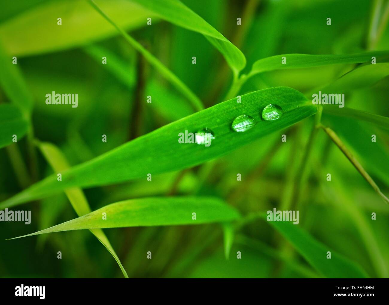 Bamboo and waterdrops Stock Photo