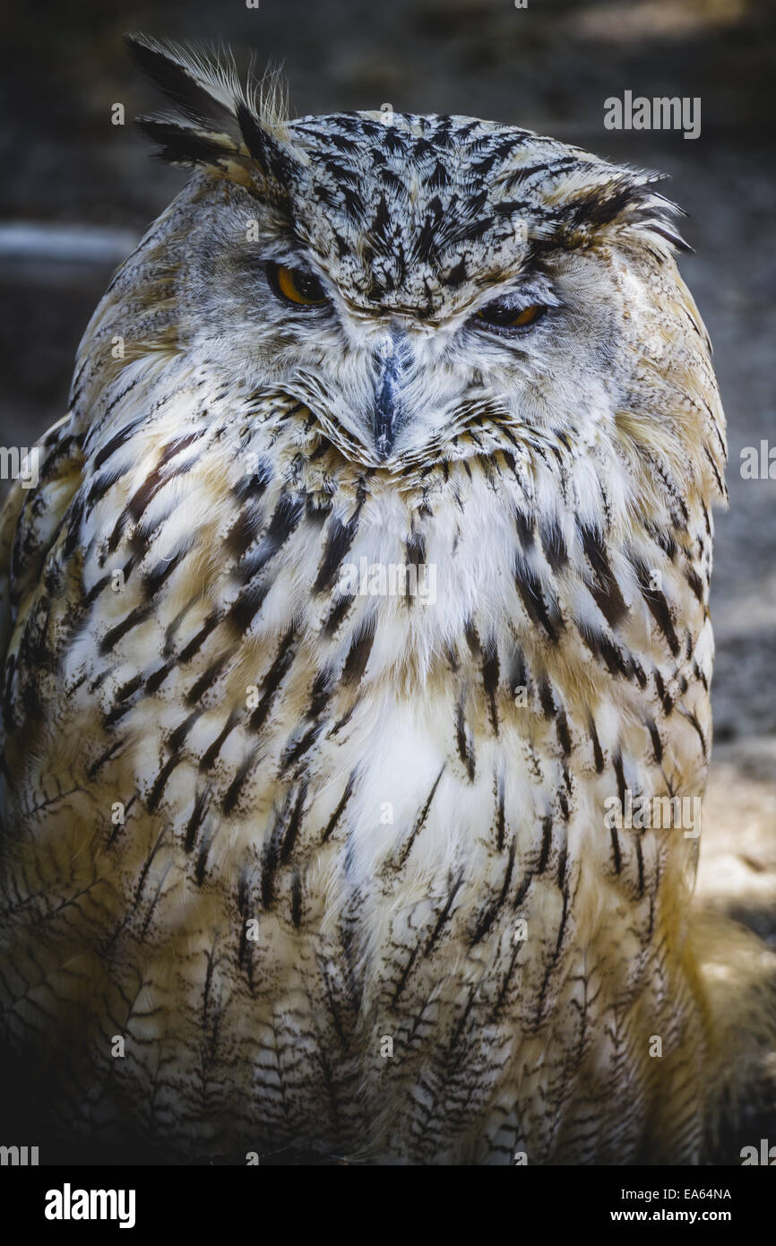 Spanish owl in a medieval fair raptors Stock Photo