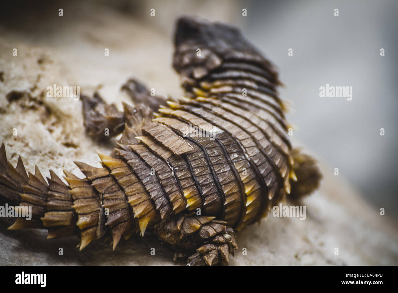 scaly lizard skin resting in the sun Stock Photo