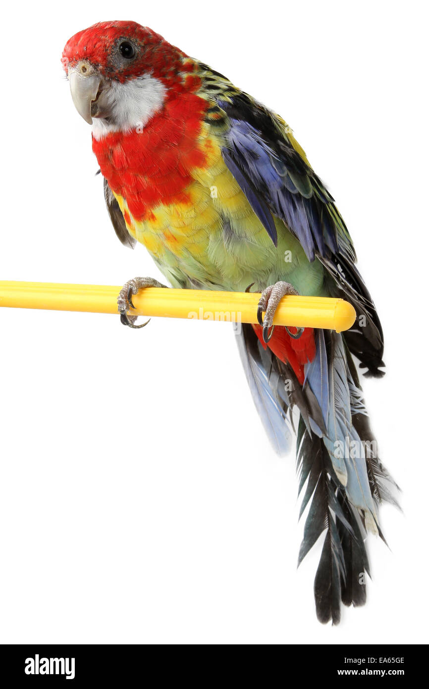 Paradise parrot Cut Out Stock Images & Pictures - Alamy