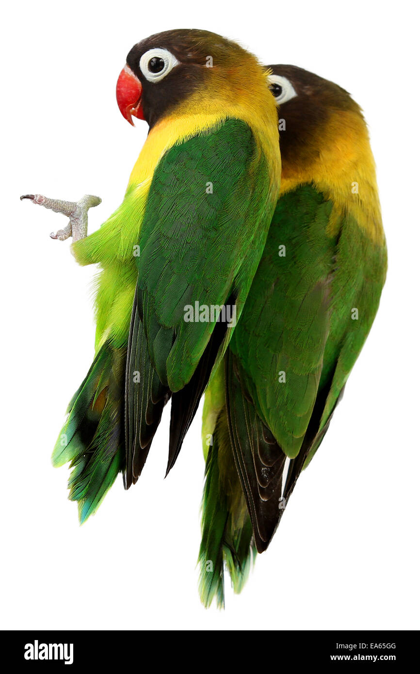 green parrot lovebird Stock Photo