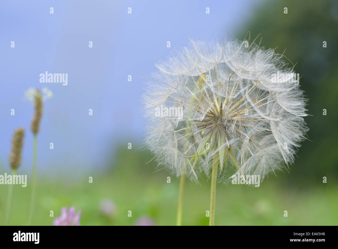 Meadow Salsify Stock Photo