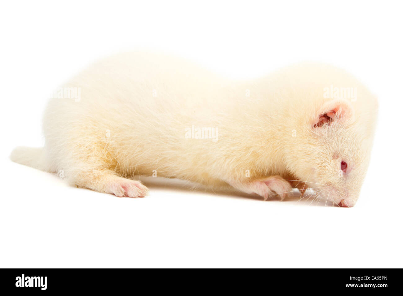 Full albino hi-res stock photography and images - Alamy