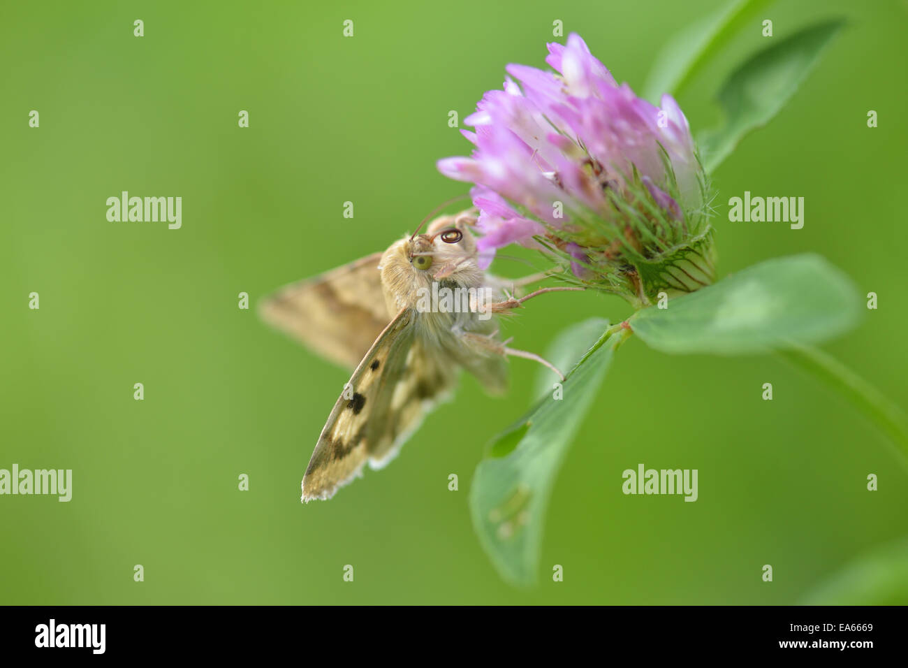 Marbled Clover Stock Photo