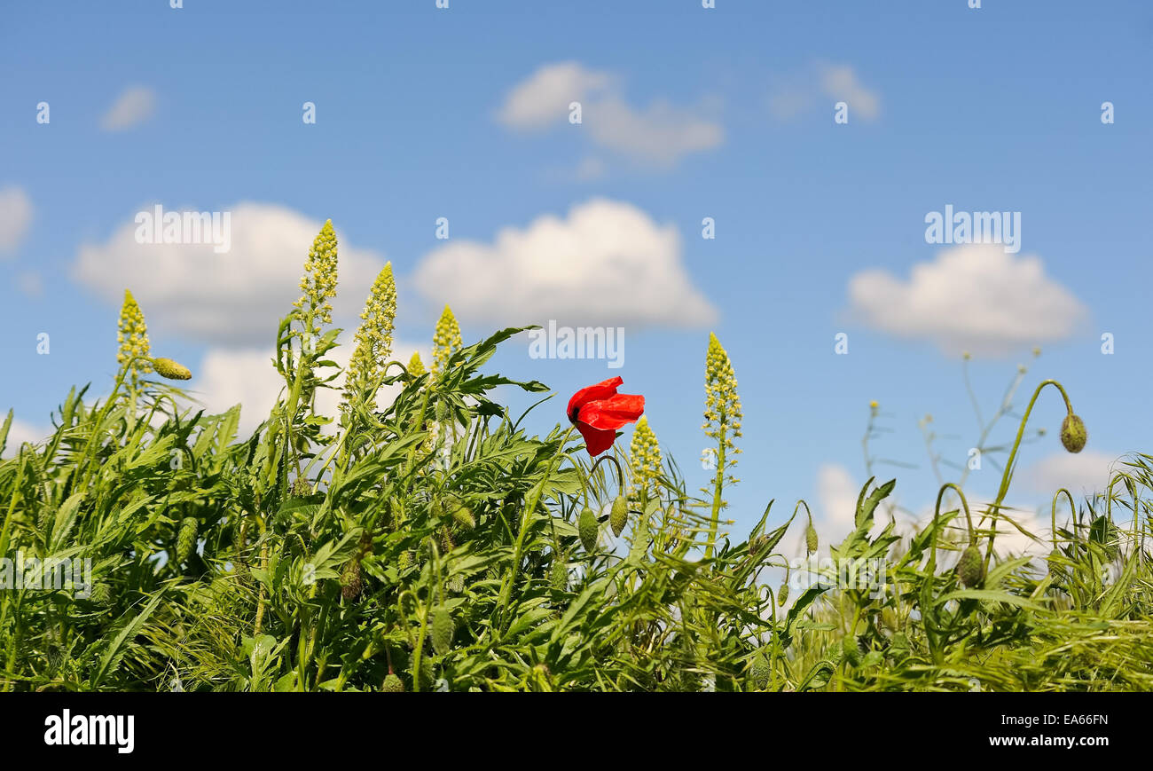 Poppy on windy meadow Stock Photo