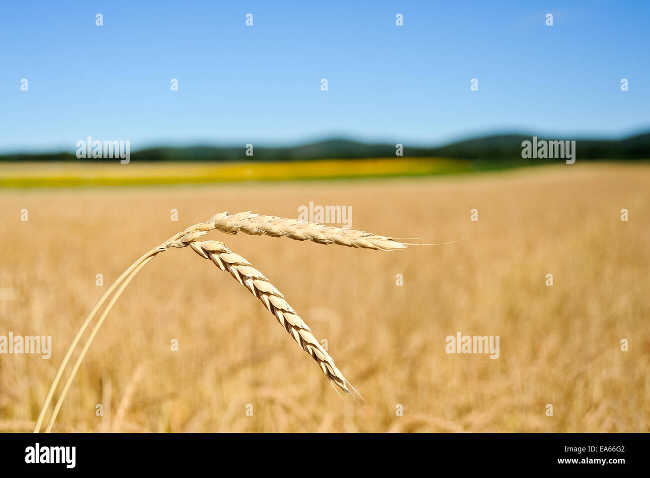 Ears of corn in the cornfield Stock Photo Alamy