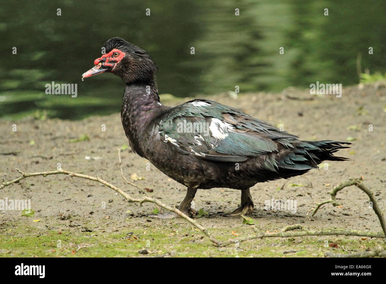 Black muscovy duck, cairina moschata Stock Photo