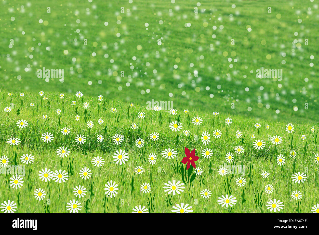 Being different concept, the red flowers stand out in daisies Stock