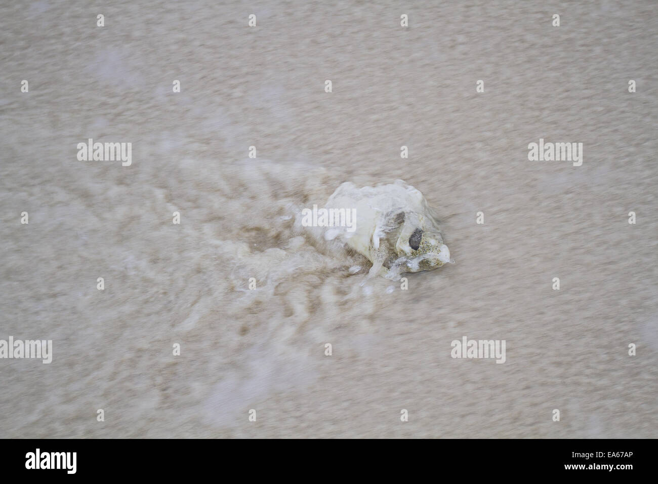 Wash up seashell Stock Photo