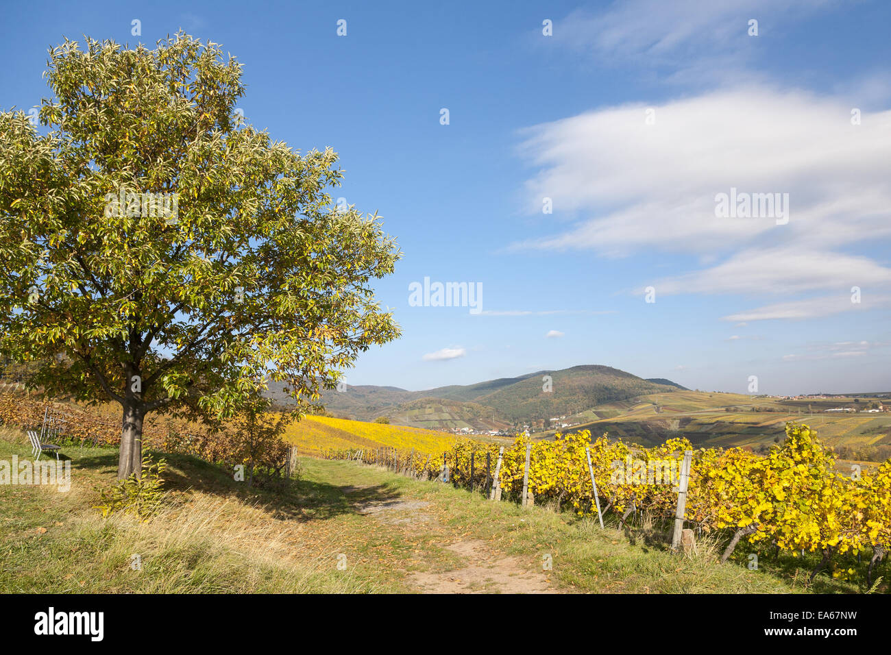 Autumn in the vineyards Stock Photo