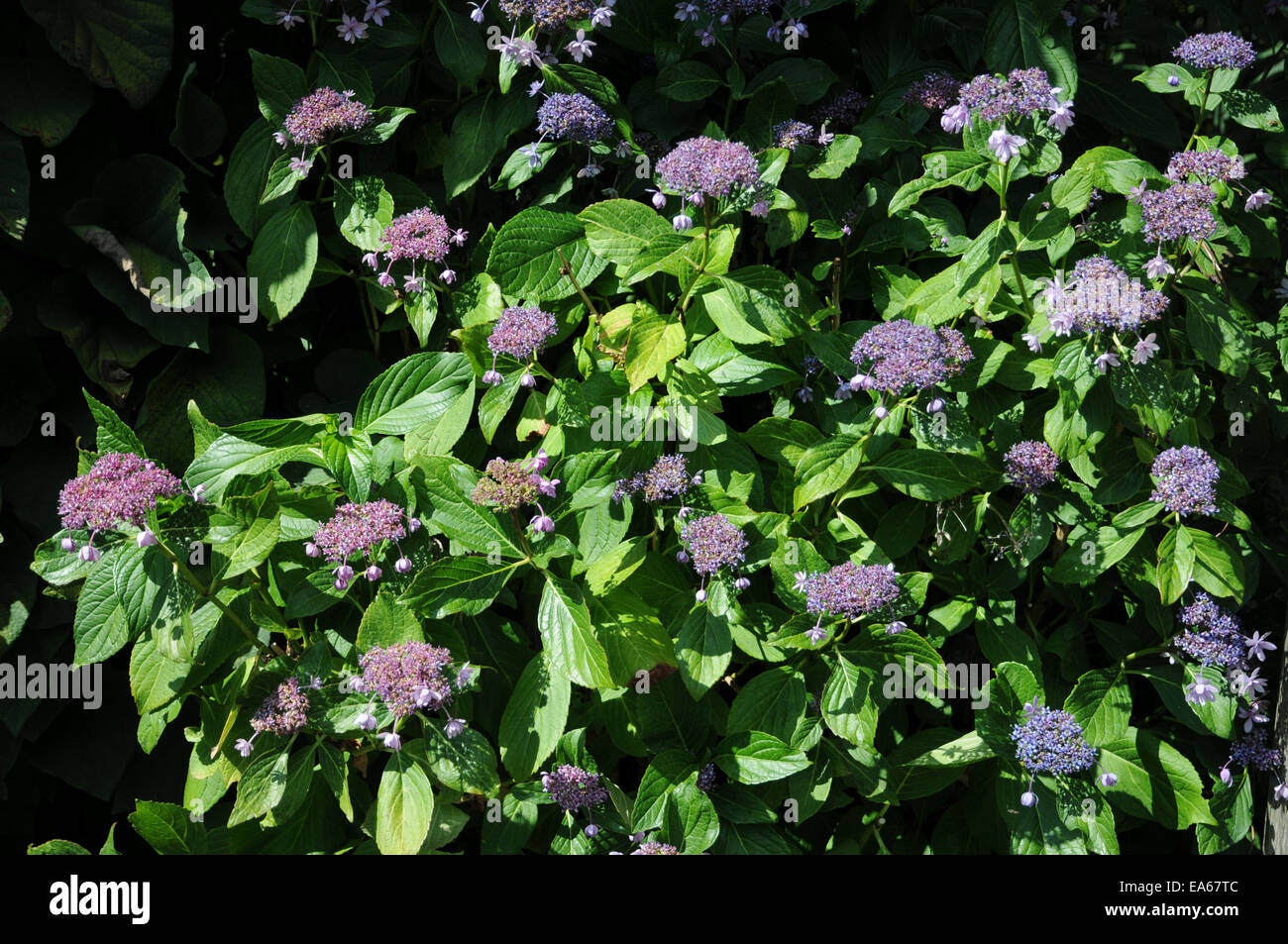 Hortensie Hydrangea Macrophylla Bauernhortensie High Resolution Stock ...