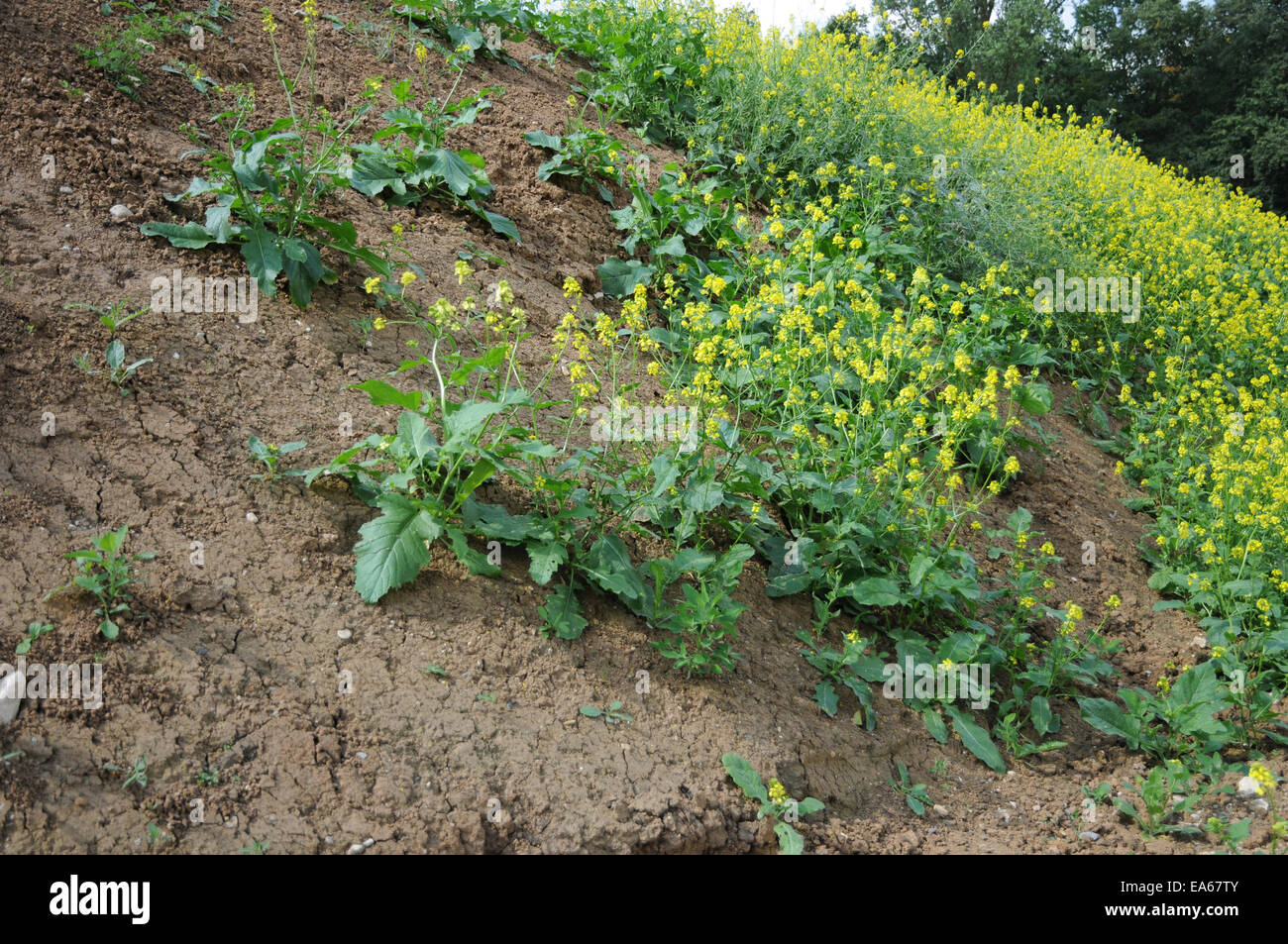 Loam soil Stock Photo