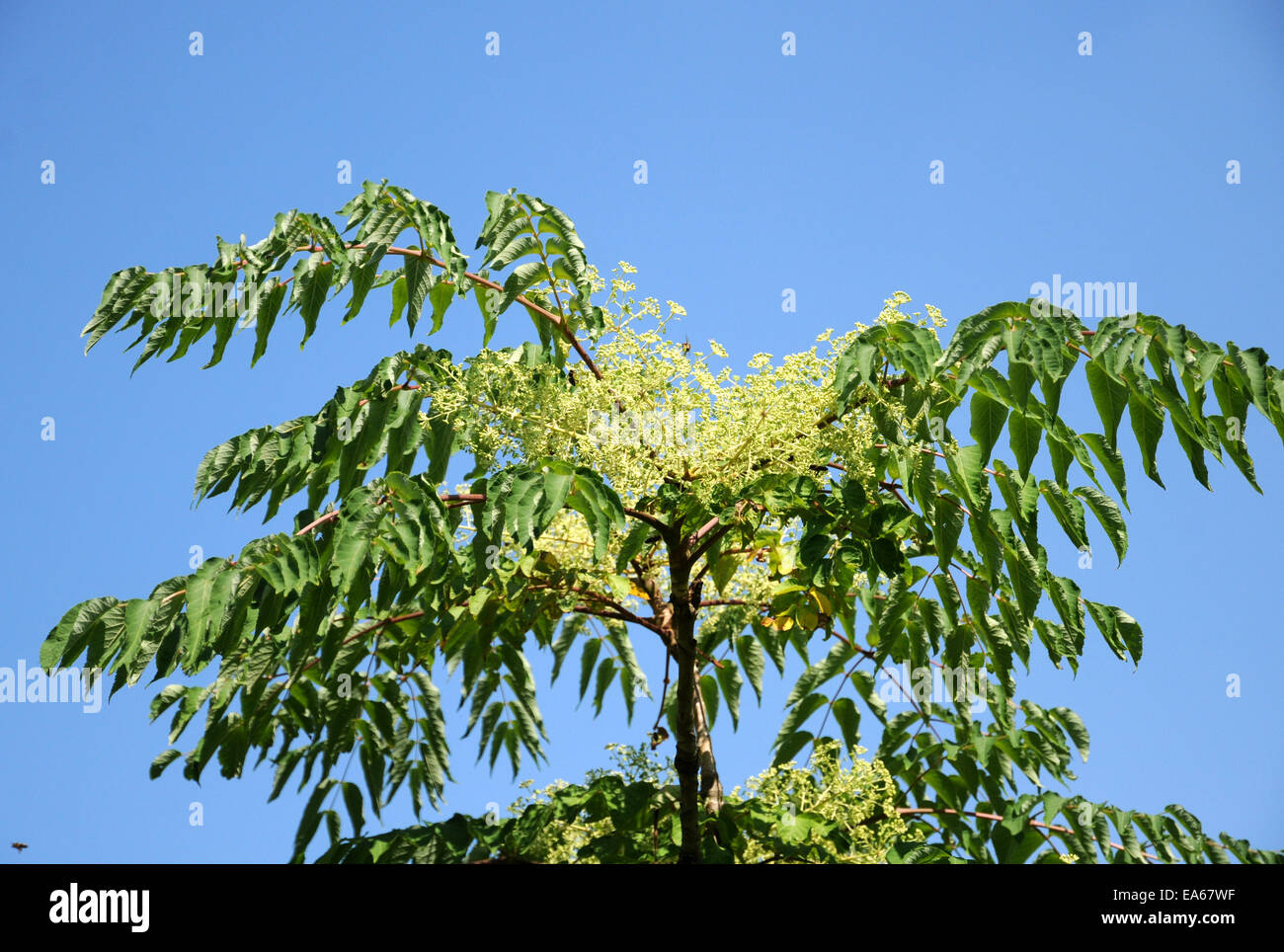Japanese angelica tree Stock Photo