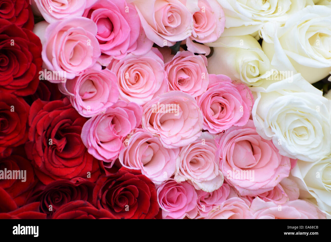 Pink, white, red roses background Stock Photo - Alamy