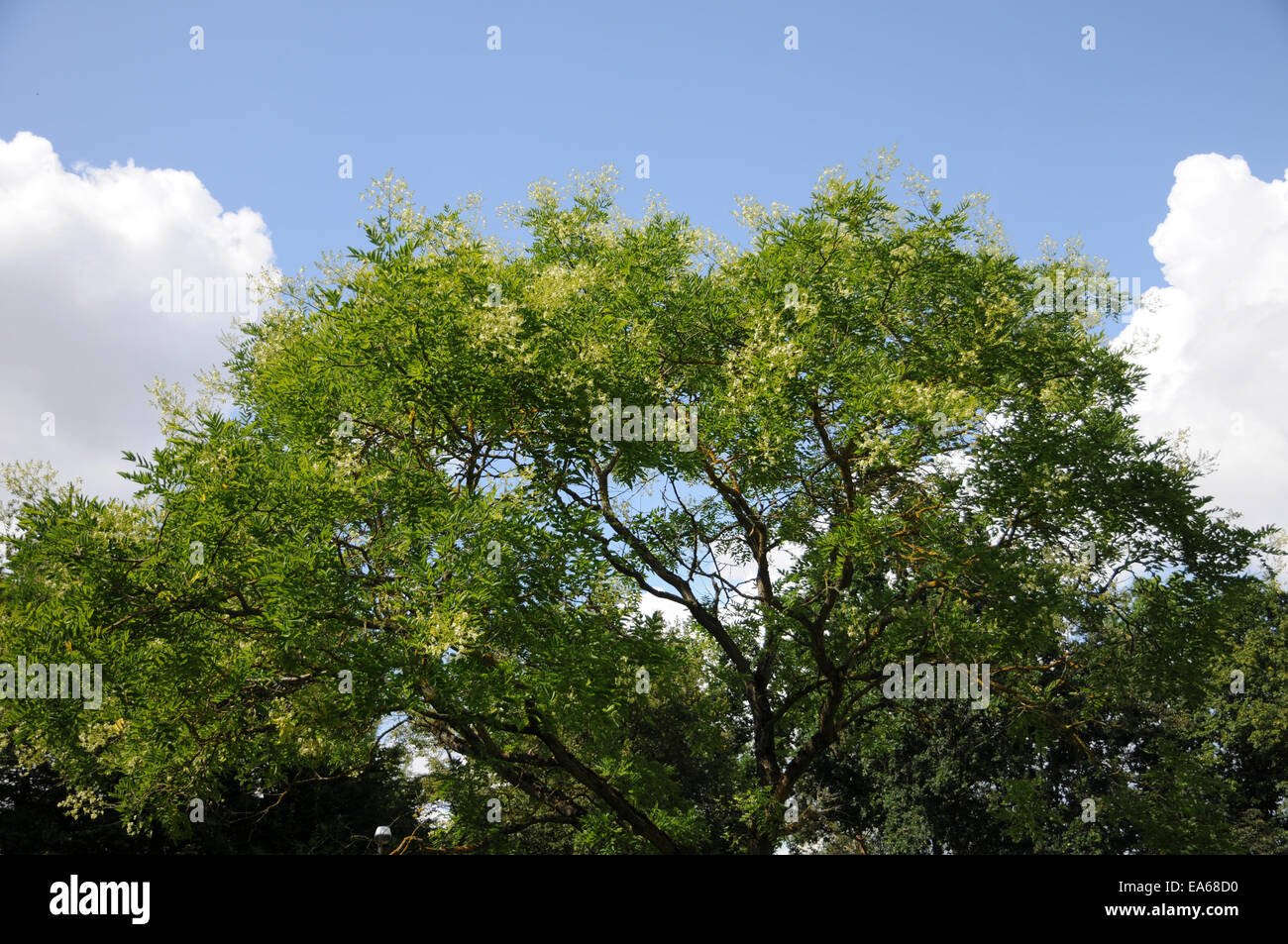 Japanese pagoda tree Stock Photo