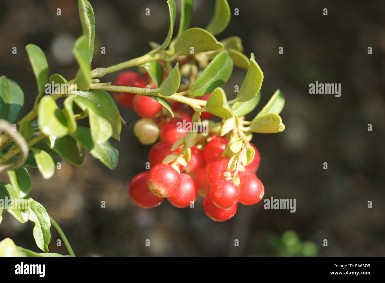 Lingonberry Stock Photo