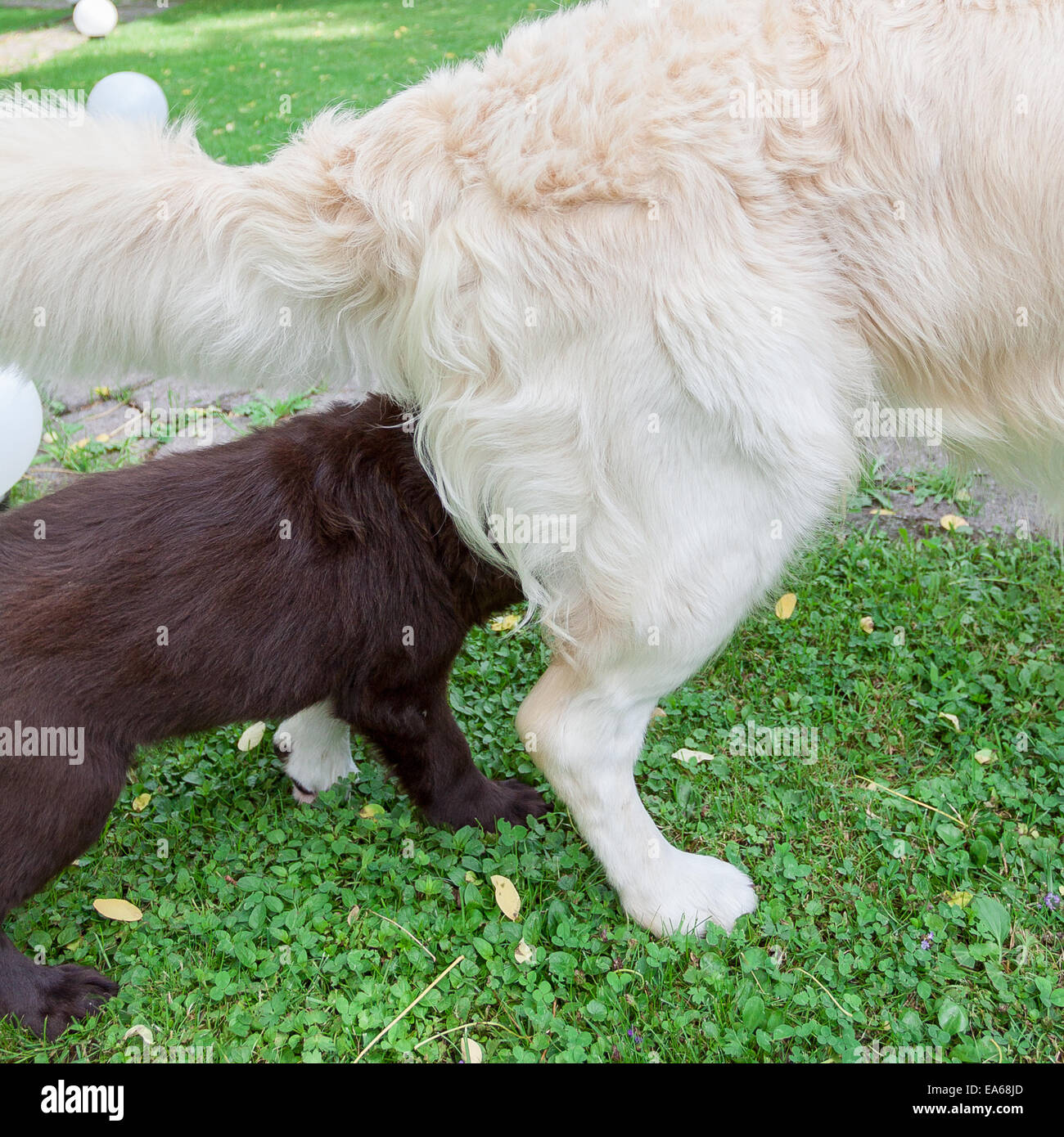 Flat Coated Retriever Puppy Stock Photo Alamy