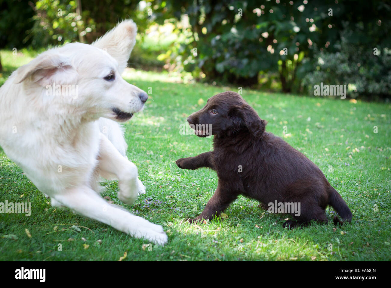 Flat Coated Retriever Puppy Stock Photo Alamy