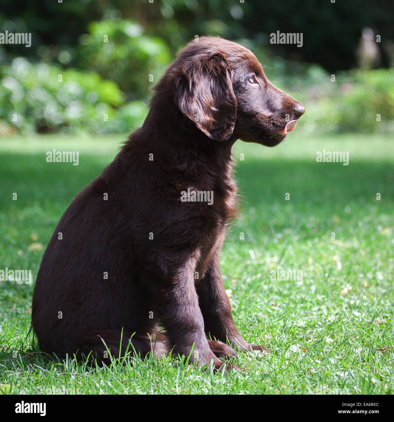 Flat Coated Retriever Puppy Stock Photo Alamy