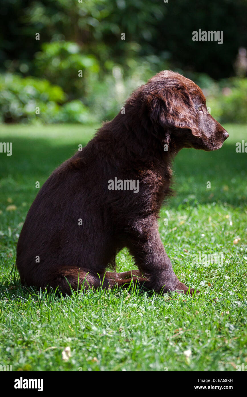 Flat Coated Retriever Puppy Stock Photo Alamy