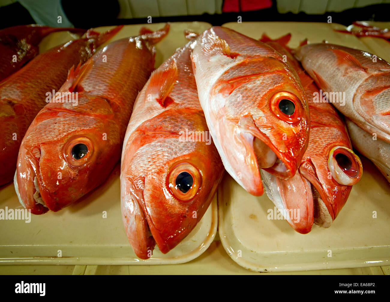 Red Grouper, Epinephelus morio, also called Lapu-lapu. Stock Photo