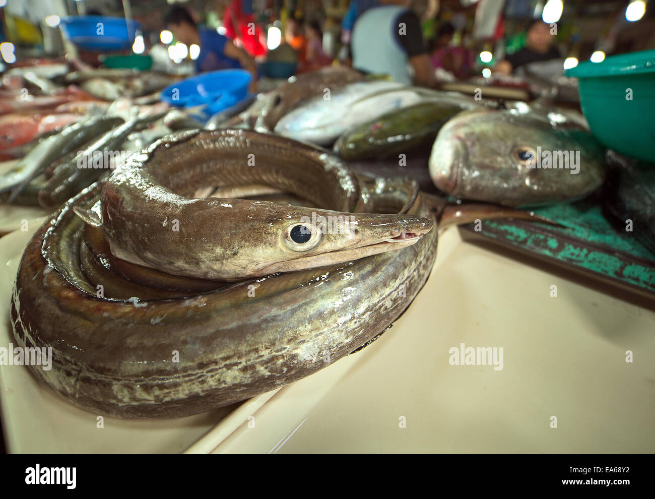 Common Pike Eel, Muraenesox bagio Stock Photo