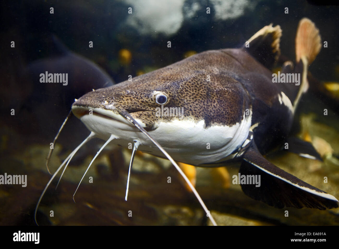Redtail Catfish Stock Photo