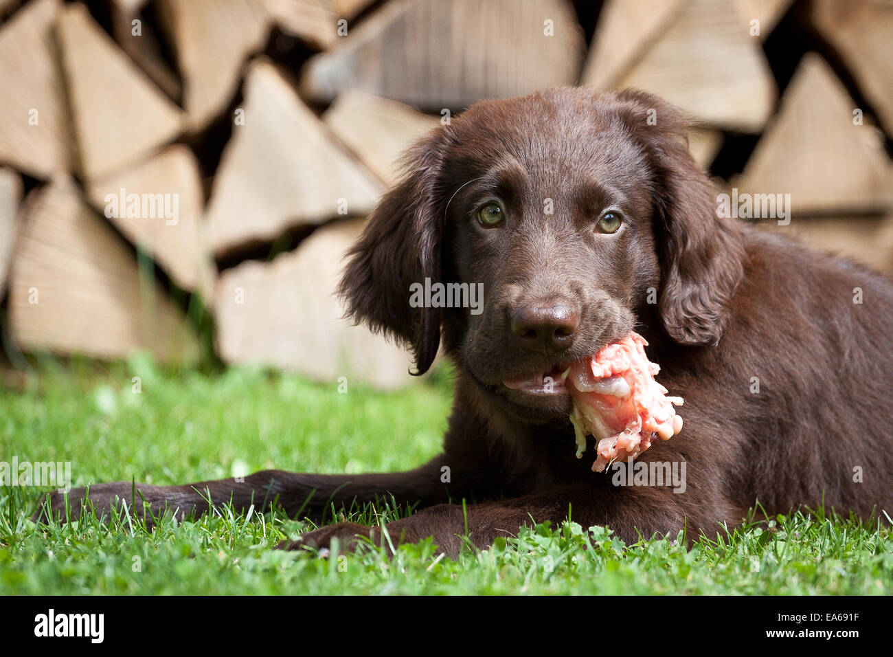 Dog eats 2024 chicken carcass