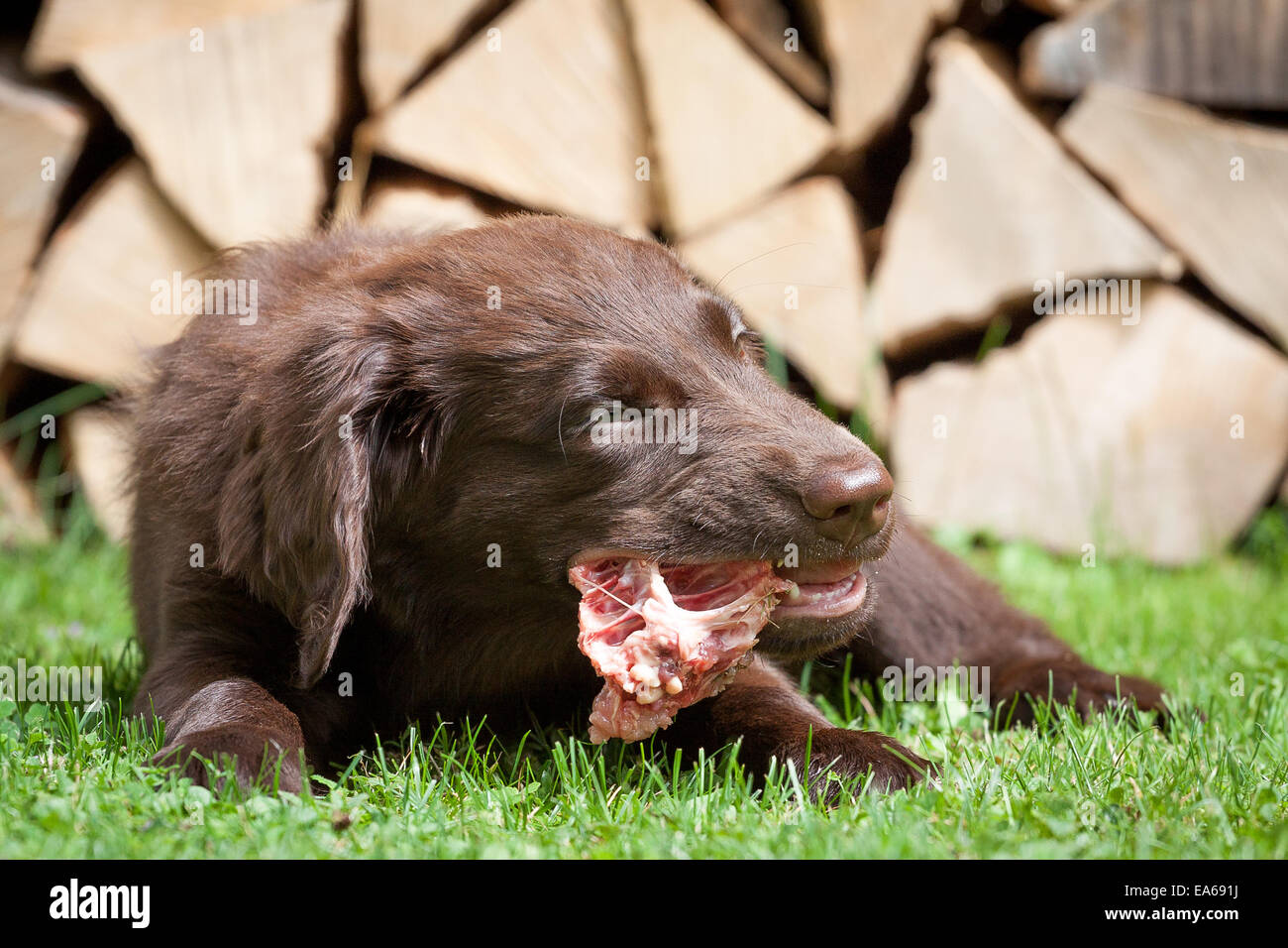 Puppy it a chicken carcass Stock Photo Alamy