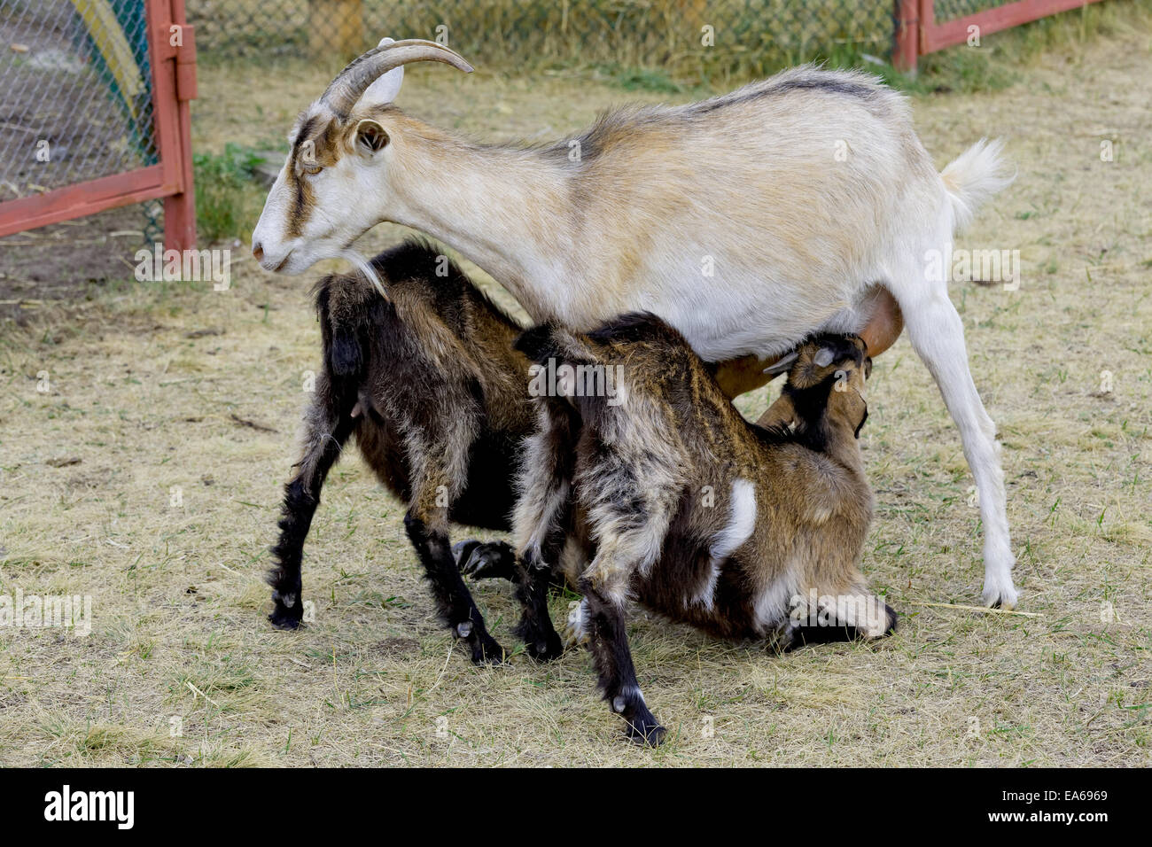 Кормление козы после. Коза в четверке. Кормление коз. Коза кормит козлят. Коза кормит козленка.
