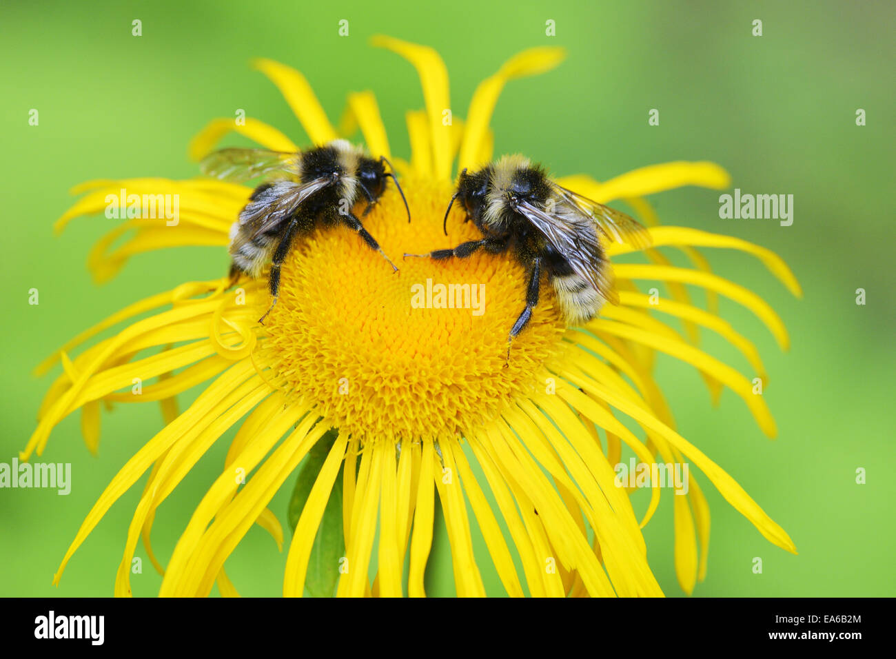 Cuckoo bumblebees Stock Photo