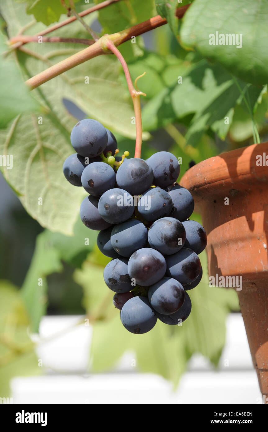 V labrusca hi-res stock photography and images - Alamy