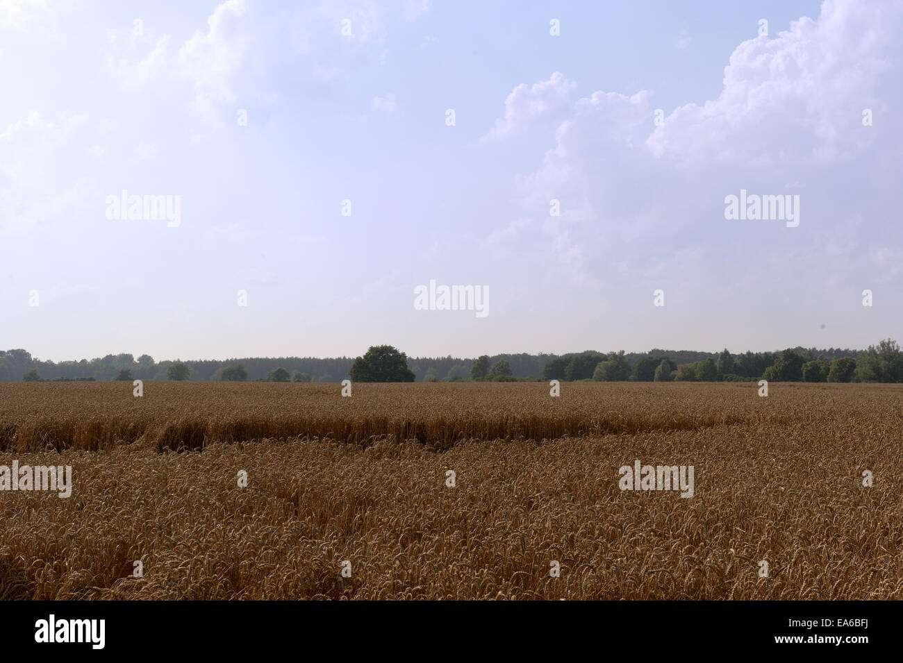 field and blue sky, a beautiful spring landscape Stock Photo - Alamy