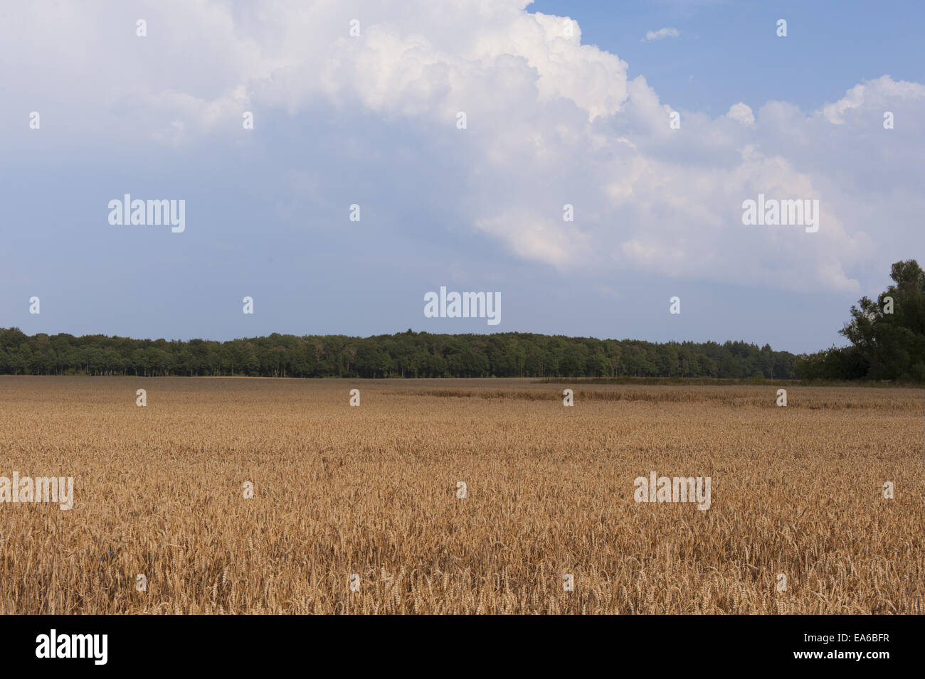 field and blue sky, a beautiful spring landscape Stock Photo - Alamy