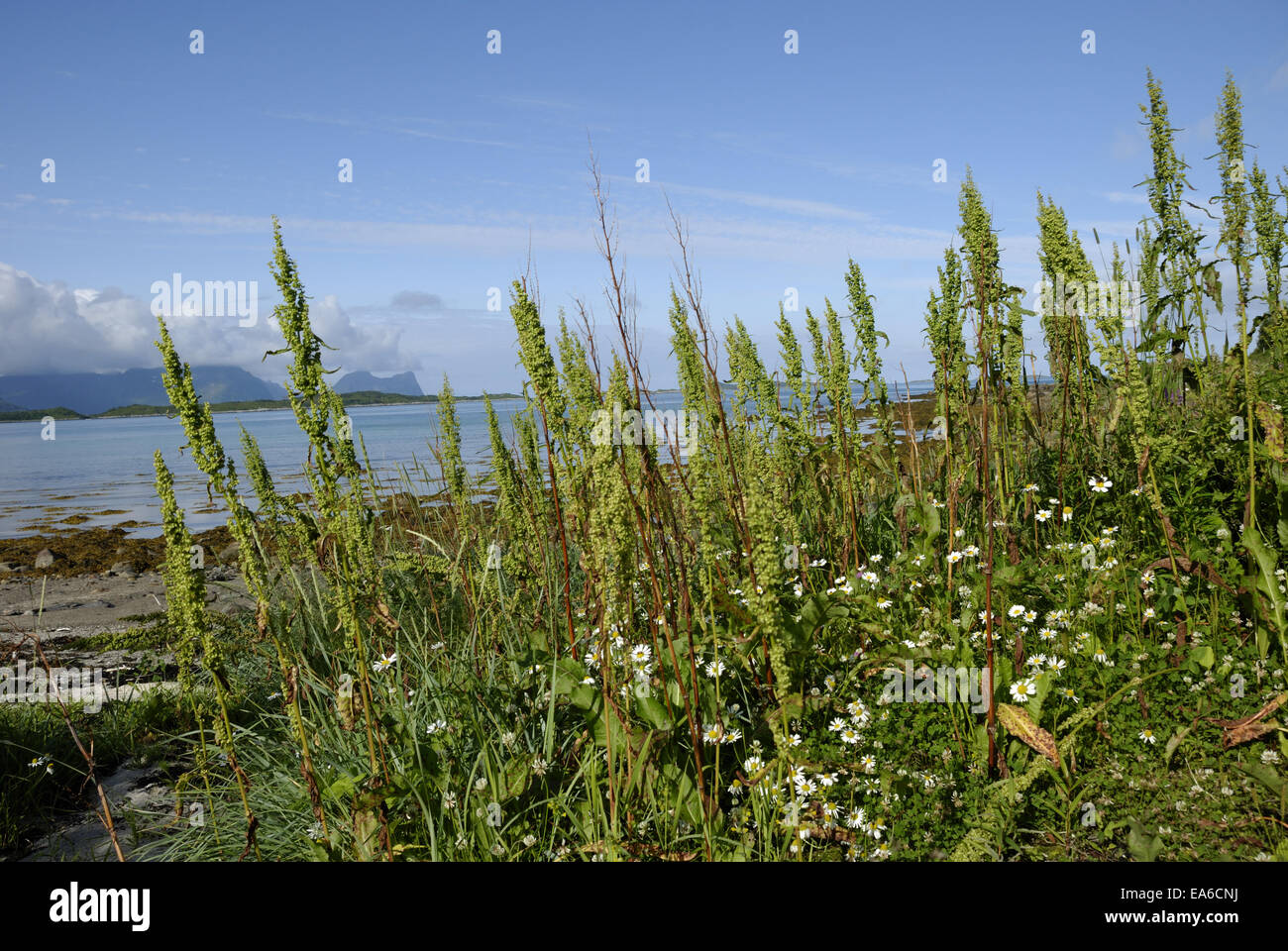 Wild flowers on the coast near Skaland Stock Photo