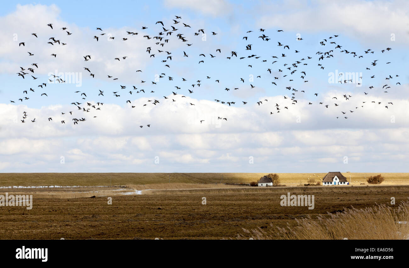 Eiderstedt Stock Photo