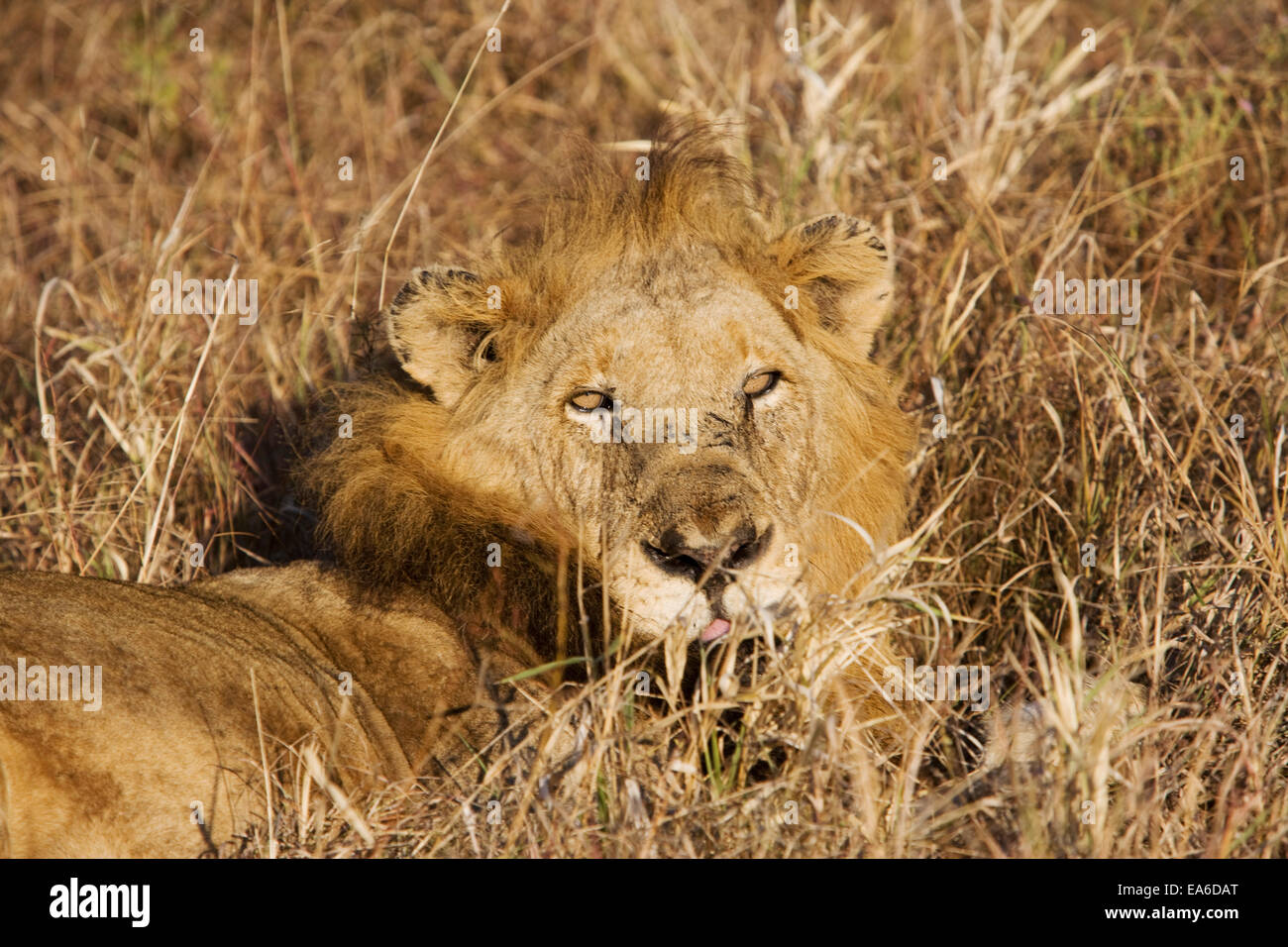 Lion relaxing in long grass hi-res stock photography and images - Alamy