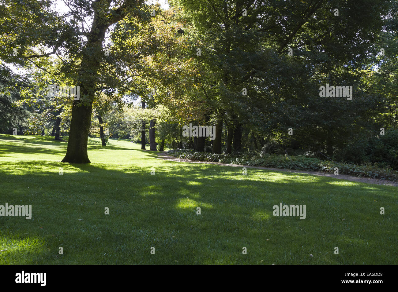 Summer leafy trees sun High Resolution Stock Photography and Images - Alamy