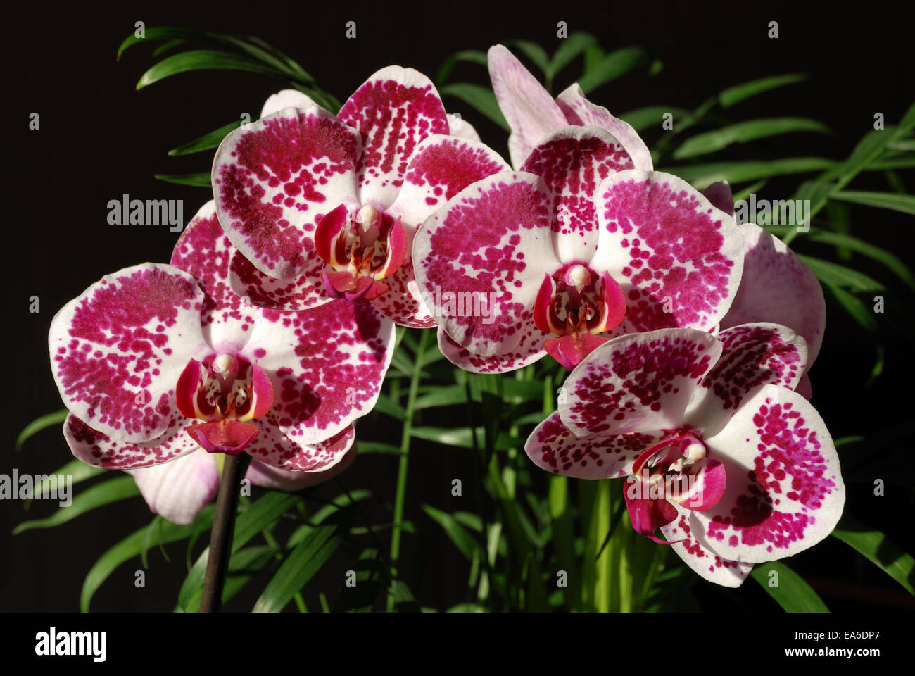 Doritaenopsis Chian Xen Pearl Stock Photo