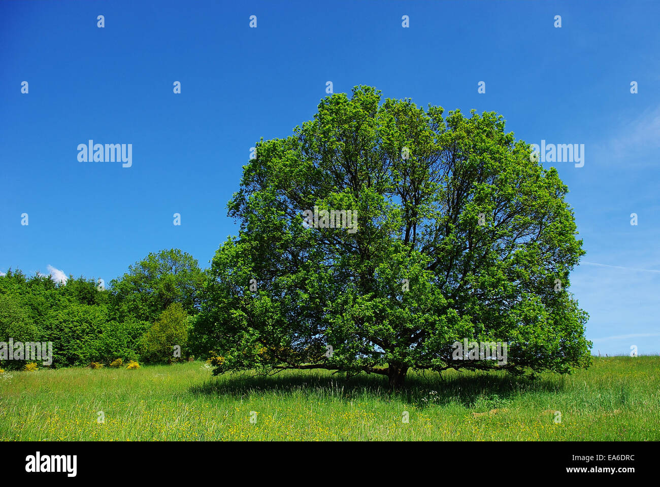 Tree Stock Photo