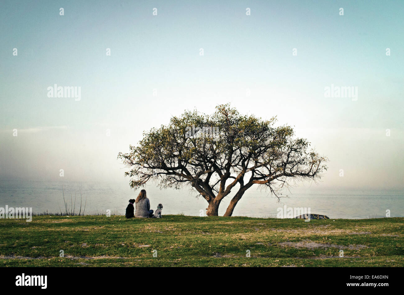 Argentina, Buenos Aires, Teenage girl (14-15) sitting in meadow with her dogs Stock Photo