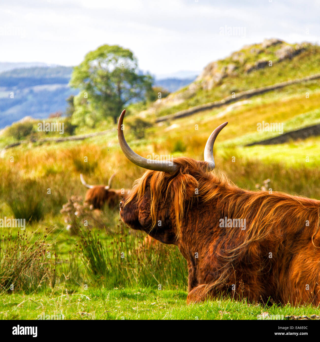 Lake District, Two bulls in field Stock Photo