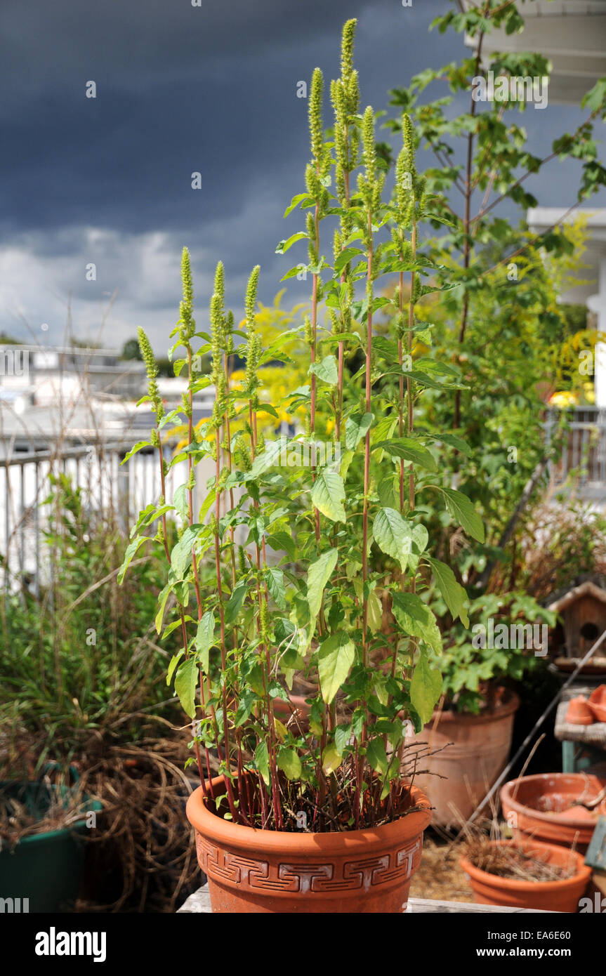 Redroot amaranth Stock Photo