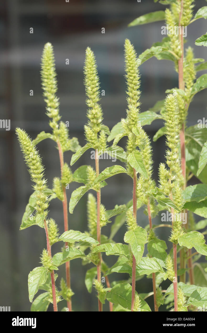 Redroot amaranth Stock Photo