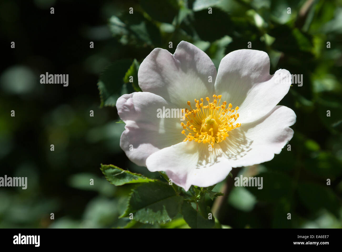 Bauernrose hi-res stock photography and images - Alamy