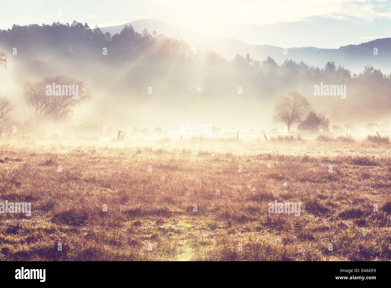 Fog on meadow Stock Photo - Alamy