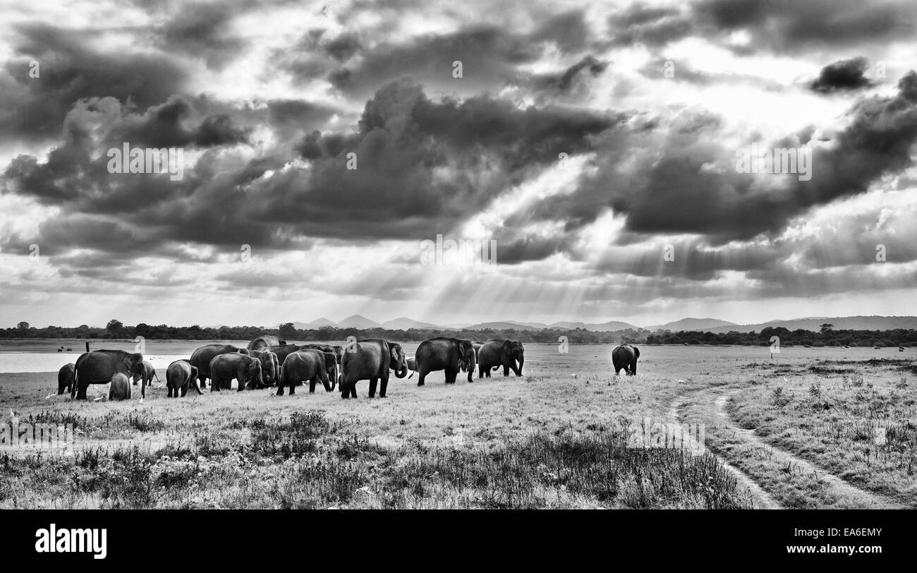 Herd of elephants in Kaudulla National Park, Galkulama, Sri Lanka Stock Photo