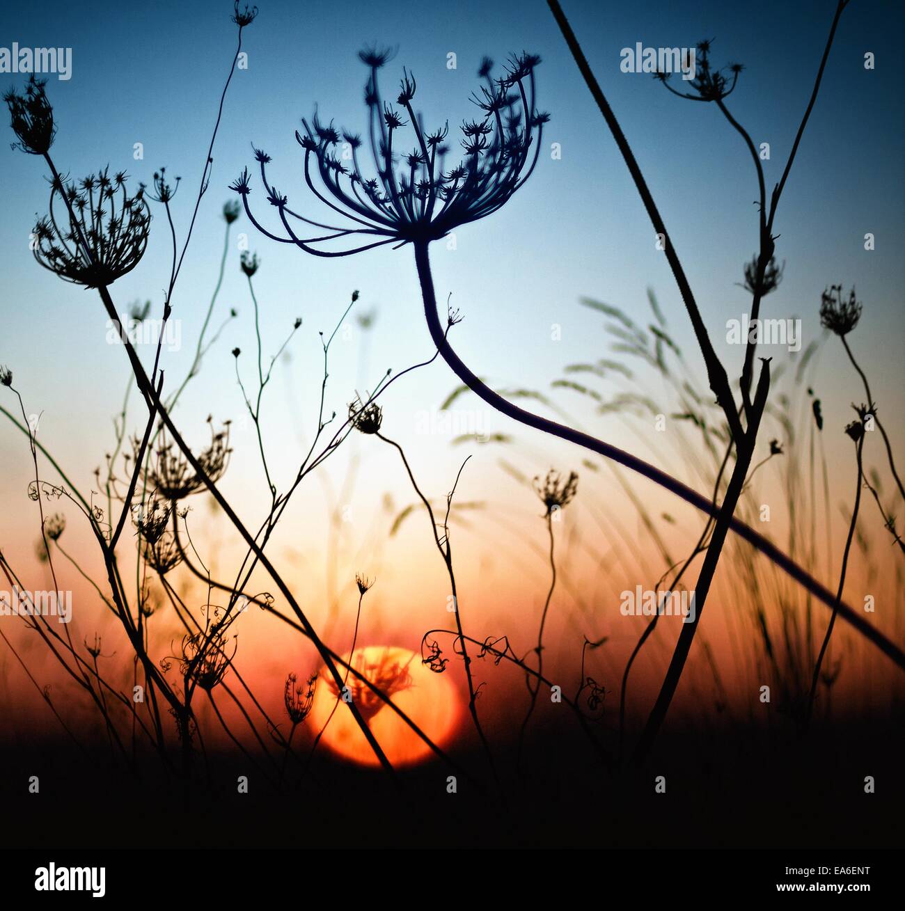 Spain, Silhouette of grass at sunset Stock Photo - Alamy
